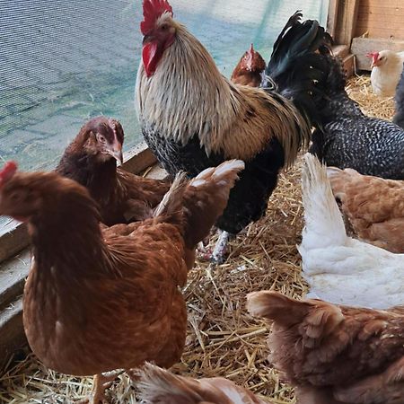Ferienwohnung Eiernest Briedeler Heck Zewnętrze zdjęcie